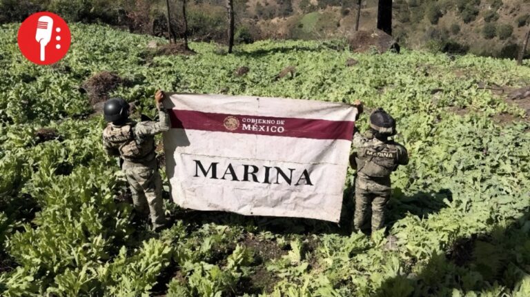 Marina destruye más de un millón de plantas de amapola en Nayarit