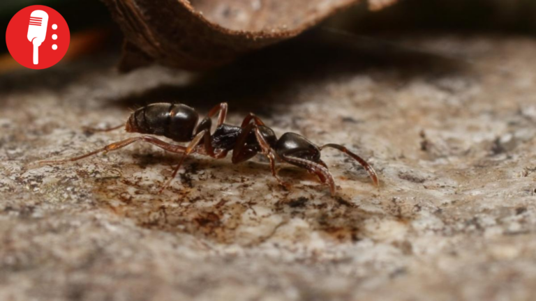 Europa en alerta por hormiga invasora, ¿hay riesgo de que llegue a México?