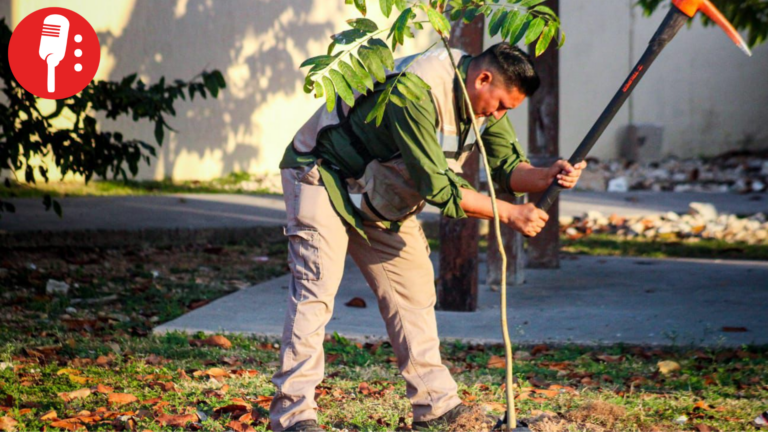 Impulsa Playa del Carmen jornadas de arborización para fortalecer biodiversidad