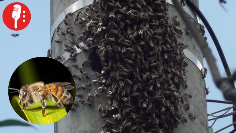 Abejas africanizadas en México: expansión que es un riesgo para la población