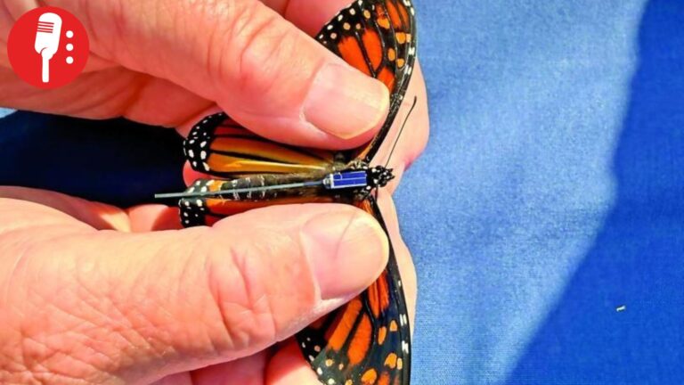 Rastrean migración de 172 mariposas monarca con diminutos transmisores en México