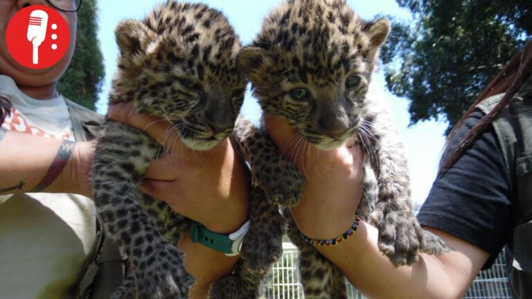 Nacen dos crías de leopardo africano en el Zoológico de Irapuato