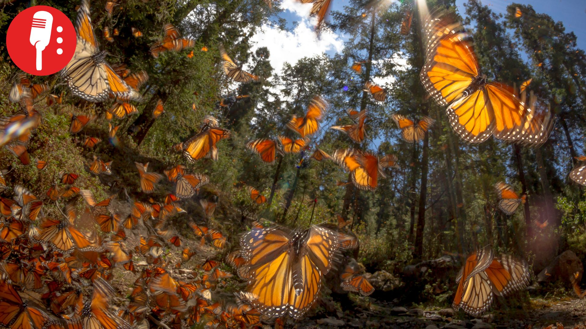 Aumenta 64% la presencia de mariposa monarca en México, pero persisten riesgos