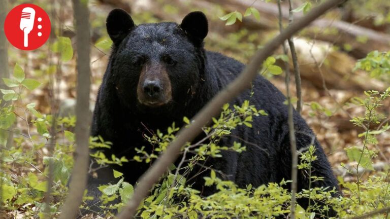 Grupo Bimbo apoya conservación del oso negro mexicano con programa ambiental