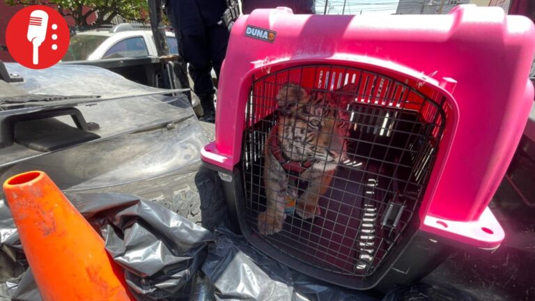 Rescatan cachorro de tigre de bengala de vivienda en Ecatepec