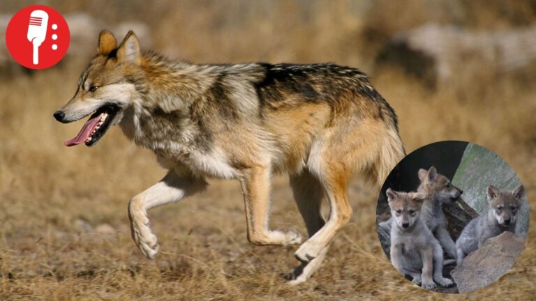 Refuerzan reintroducción de lobo mexicano en Durango tras décadas de extinción