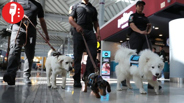 Escuadrón canino reduce estrés de pasajeros en el AIFA