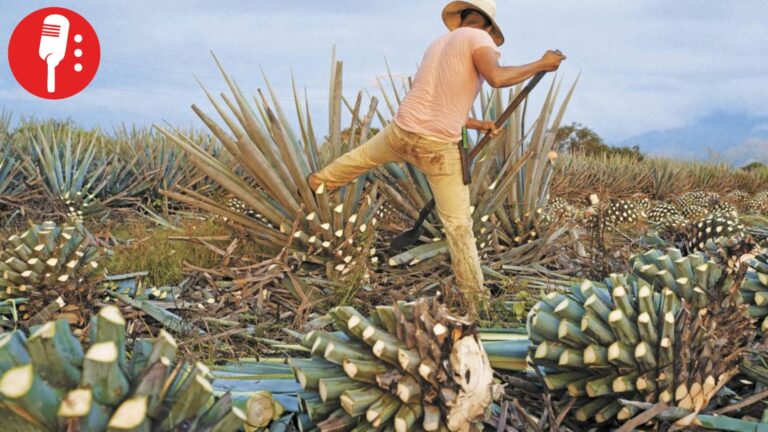 Auge del mezcal dispara producción y acelera pérdida de bosques en Oaxaca