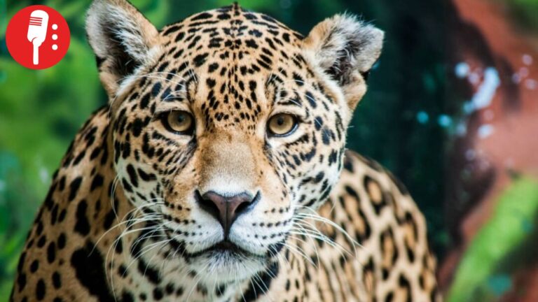 Confirman presencia de jaguares en Guanajuato por primera vez