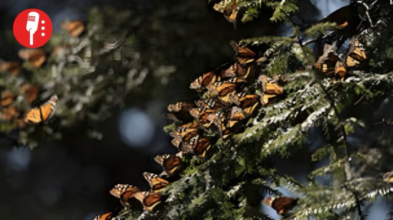 Aumenta la presencia de la mariposa Monarca en México