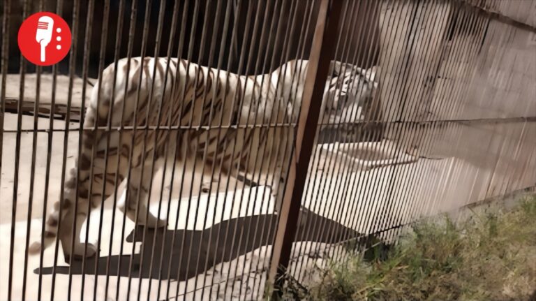 Rescatan a 29 animales silvestres en el Estado de México