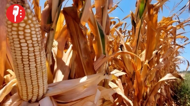Gobierno invierte casi 1,900 mdp en apoyo a productores de maíz