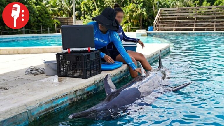 PROFEPA aclara situación actual de delfines rescatados en Cancún
