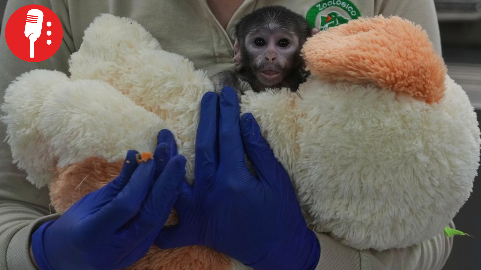 Yuji en recuperación: avances positivos del mono bebé viral de Guadalajara