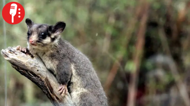 A 65 años del día en que una especie “extinta” volvió a la vida