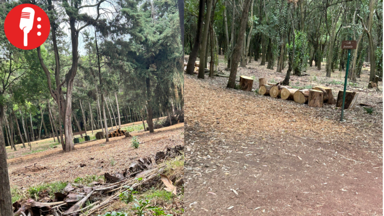 Talan viveros de Coyoacán: entre negligencia y abandono
