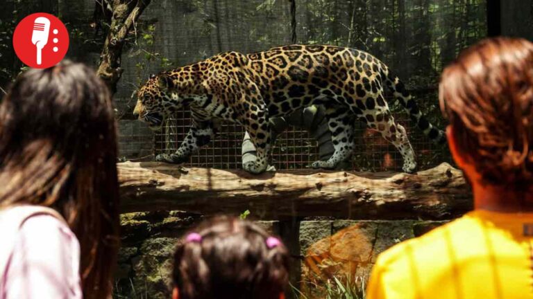 Gobierno de CDMX desmiente reportaje sobre fauna silvestre y aclara manejo en centros de conservación
