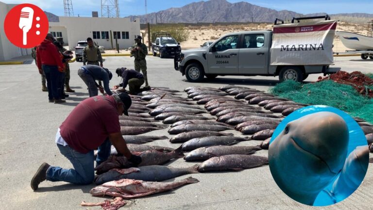 Pez Totoaba: moneda del narco para fentanilo que amenaza la vaquita marina