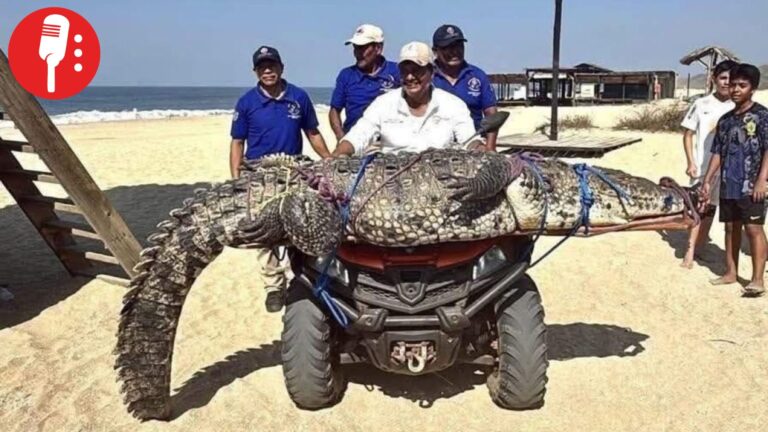 Capturan cocodrilo de tres metros en playa de Oaxaca
