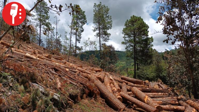 Ganadería arrasa bosques: causa 73% de la deforestación en México