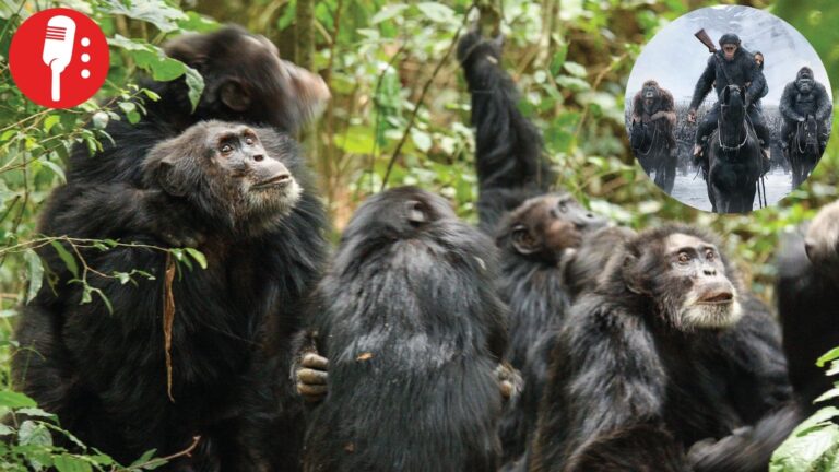 ¡Guerra de los simios! Registran guerra civil entre chimpancés de África