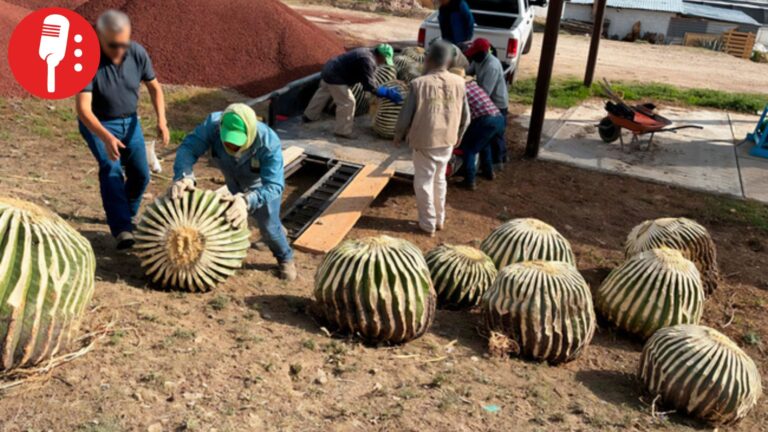 Rescatan 33 biznagas en peligro de extinción tras ser extraídas ilegalmente en Hidalgo