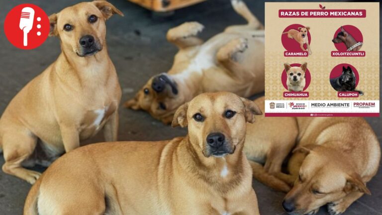 Reconocen al “Perro caramelo” como el can mestizo representativo de México