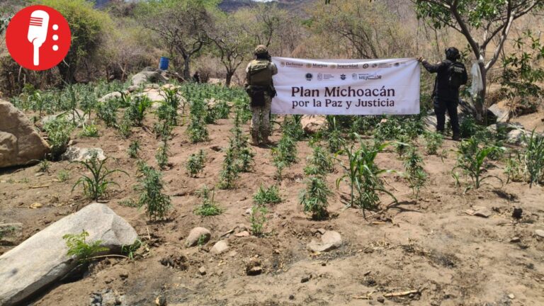 Destruyen plantío de más de 14 mil plantas de marihuana en Huetamo