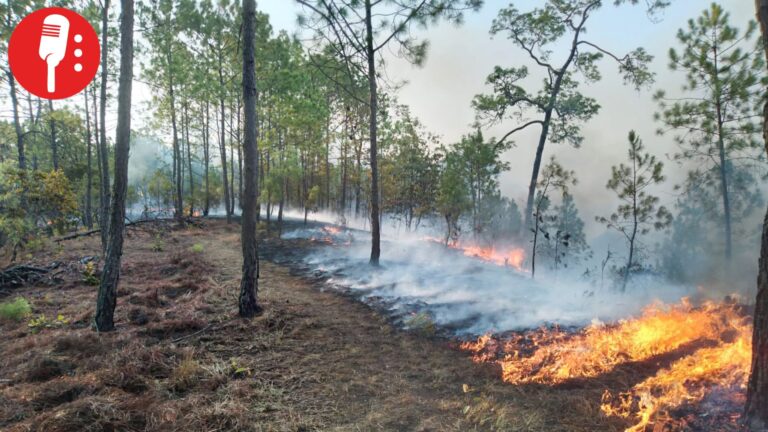 Sequía e incendios agravan crisis ambiental en Oaxaca