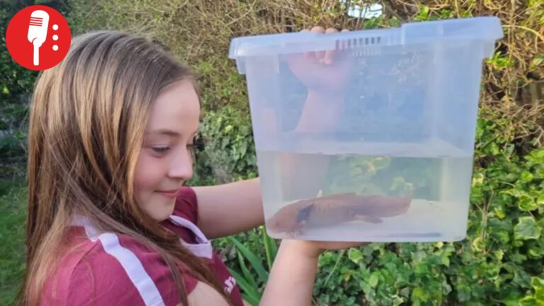 ¡De México a Reino Unido! Niña encuentra ajolote mexicano en río de Gales
