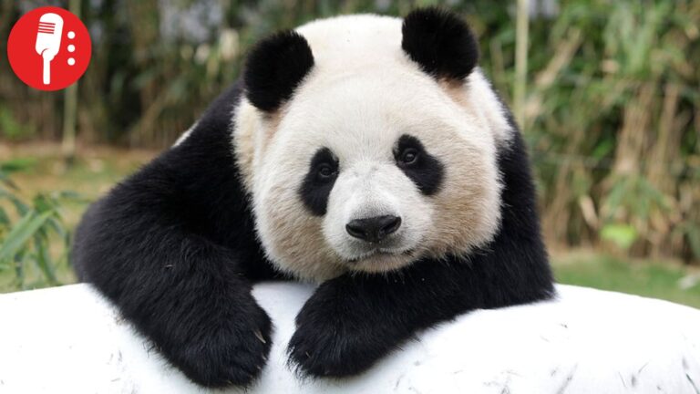 Panda gigante sale de la lista de especies en peligro de extinción