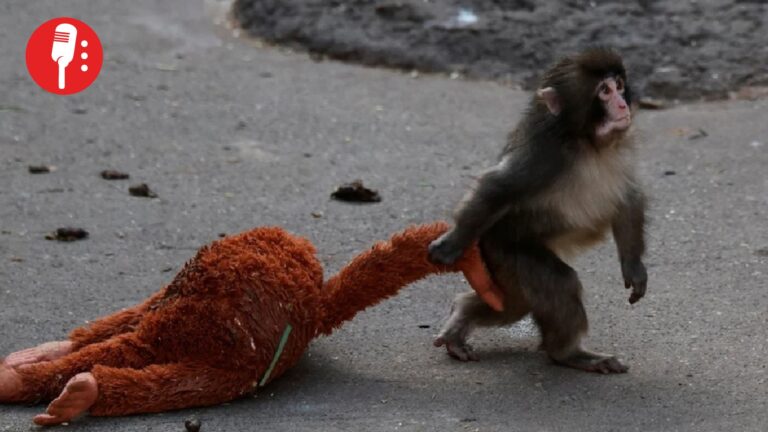 El carisma de “Punch” cambia su destino en el zoológico gracias a donaciones para mejorar su hábitat
