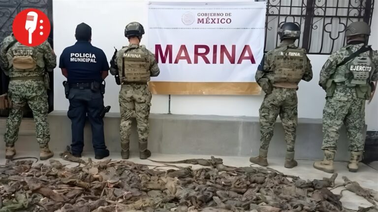 Rescate de iguanas verdes destaca problemas de tráfico ilegal en Oaxaca