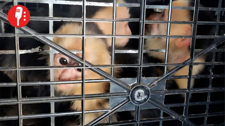 Rescatan a 10 monos capuchinos en Tabasco