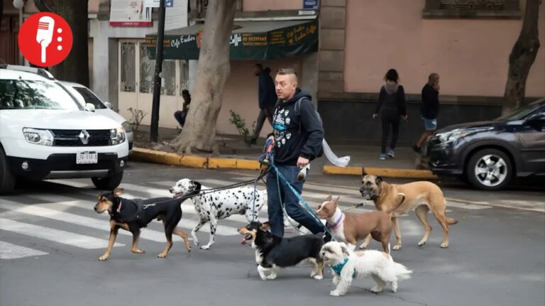 CDMX celebra un año del RUAC con más de 339 mil mascotas registradas