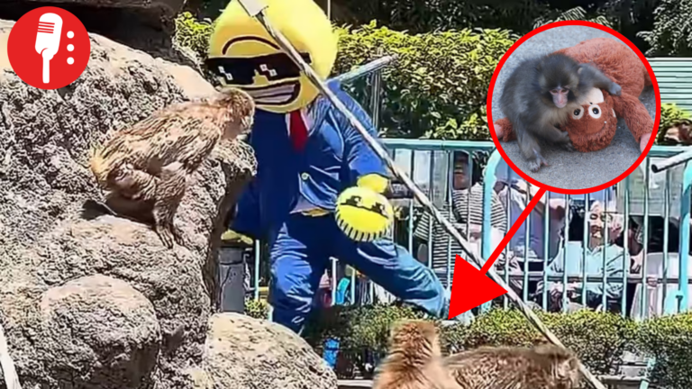 ¡Detienen a dos estadunidenses por invadir hábitat del mono Punch!