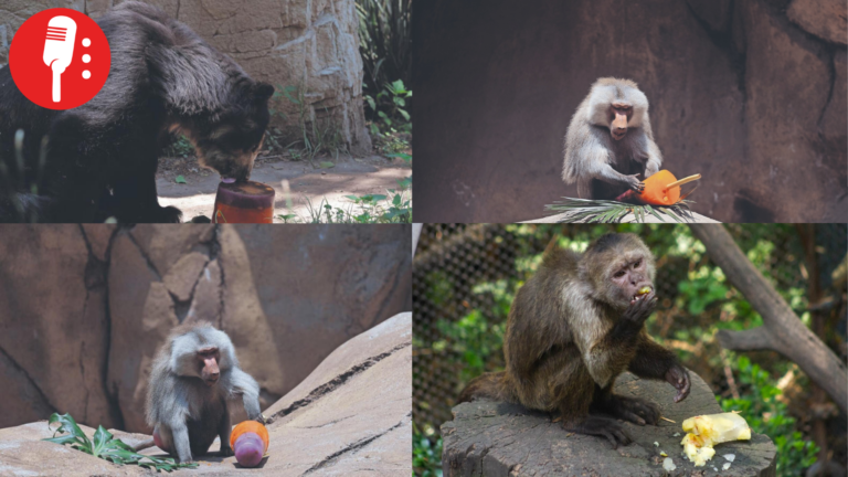 Animales se refrescan con paletas de hielo en Zoológico de Chapultepec