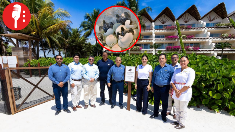 ¡De huevos! Playa del Carmen refuerza protección de nidos de tortugas marinas 