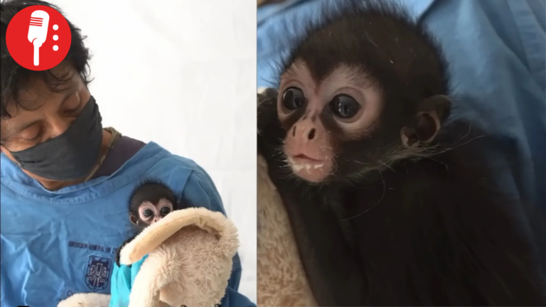 Zaya, la bebé mono araña que sobrevivió gracias a veterinarios en CDMX