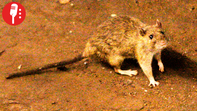 OMS despliega respuesta internacional por brote de hantavirus en crucero