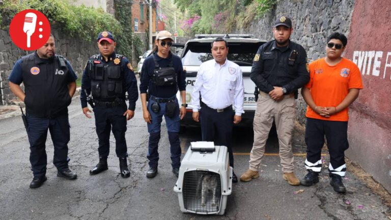 Rescatan a “Pelusa” en Álvaro Obregón tras denuncia de maltrato animal