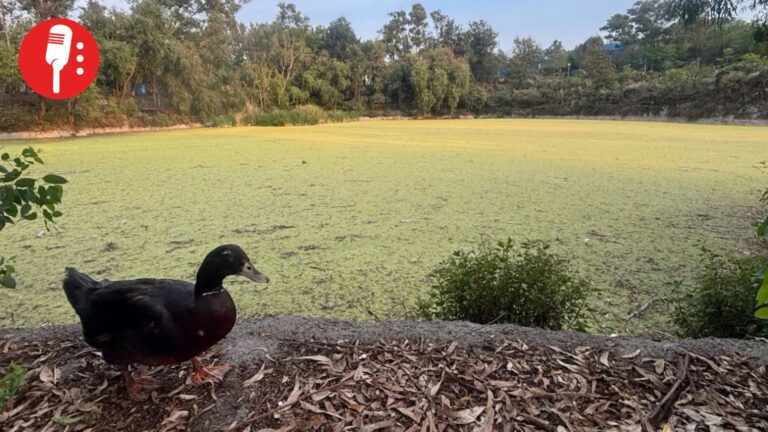 Alcaldía Coyoacán abandona lago de Huayamilpas; hallan patos enfermos y agua contaminada