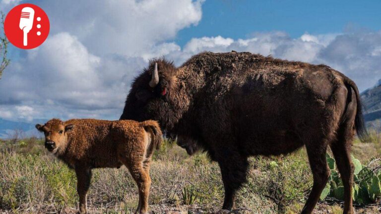 Nacen tres crías de bisonte americano en reserva de Coahuila tras 160 años