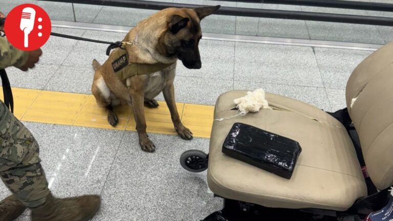 Perrito detecta casi 9 kilos de cocaína ocultos en silla de ruedas en el AICM