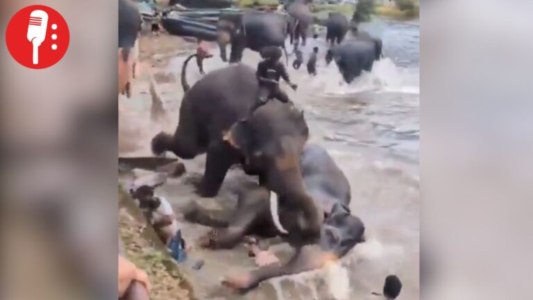 Turista muere atrapada en pelea de elefantes durante safari en India