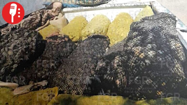 Vinculan a proceso a hombre en Baja California Sur por transportar almeja en veda