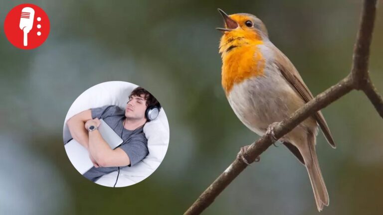 Escuchar cantos de aves reduce ansiedad y paranoia, revela estudio científico