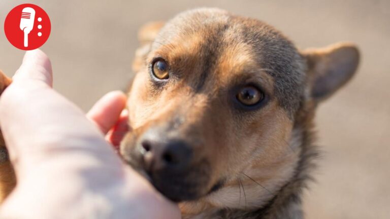 Día Mundial del Perro Sin Raza: especialistas llaman a derribar mitos y adoptar