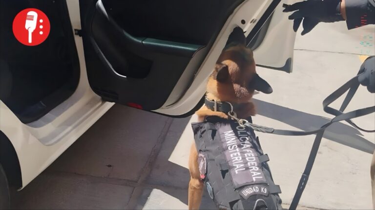 Un héroe de cuatro patas detiene el sustancias ilegales
