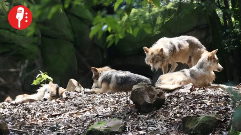 Liberan lobos mexicanos en Chihuahua